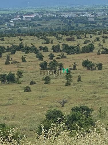 Hình ảnh Chỉ 267tr có 2177m2 đất vườn xã sông luỹ, bắc bình cách QL1A 2km
