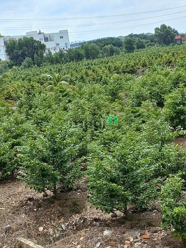 Hình ảnh Bình Chánh, Vườn Thơm, Bán 2hA Đất Kênh 4, Chỉ 1.6tr