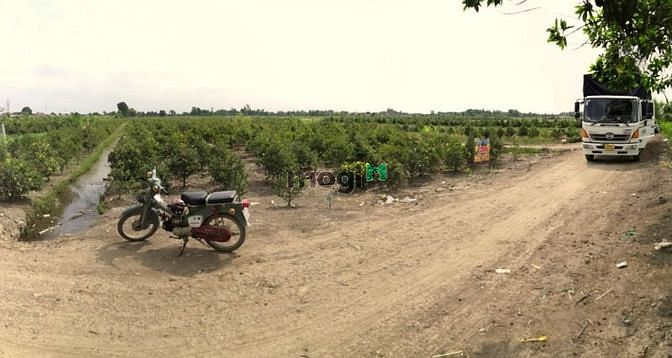 Hình ảnh Bình Chánh, Vườn Thơm, Bán 2hA Đất Kênh 4, Chỉ 1.6tr