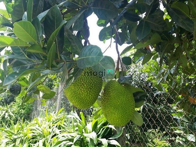 Hình ảnh Chính chủ cần bán 1.1OO m2 ĐẤT PHỦ HỒNG (có sẵn 100m2 THỔ CƯ )