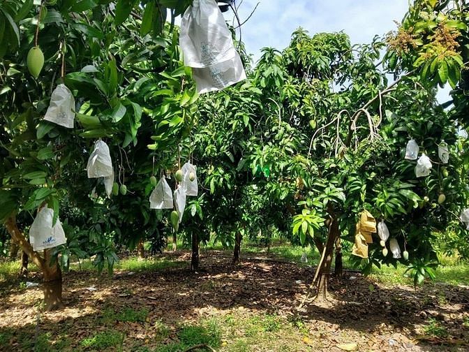 Hình ảnh Chính chủ cần bán 1.1OO m2 ĐẤT PHỦ HỒNG (có sẵn 100m2 THỔ CƯ )