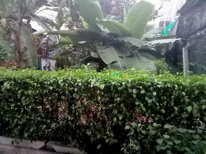 Hình ảnh Bán lô đất đẹp cách phà Bình Khánh Cần Giờ 500m, 168 m2, giá 2,5 tỷ