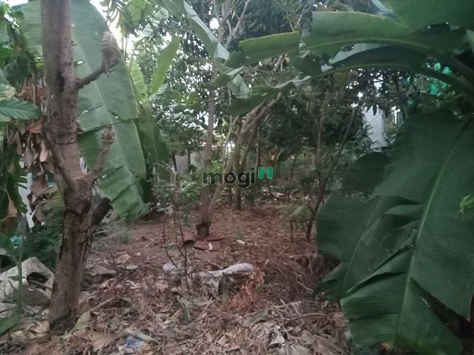 Hình ảnh Bán lô đất đẹp cách phà Bình Khánh Cần Giờ 500m, 168 m2, giá 2,5 tỷ