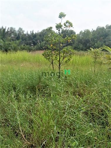 Hình ảnh Bán lô đất mặt tiền hẻm xe hơi bình khánh cần giờ, 500m2, giá 10tr/m2