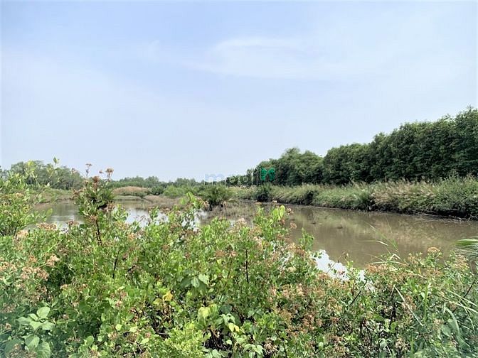 Hình ảnh Ngộp lãi MB66 là nhà cái uy tín hàng đầu tại Việt Nam cần bán gấp 3347m đất An Thới Đông Cần giờ, 4 tỷ