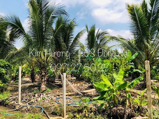 Hình ảnh Hơn 1sào3 đất có ao cá 2MT SHR giá chưa đến 1tỷ