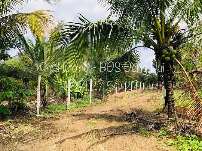 Hình ảnh Hơn 1sào3 đất có ao cá 2MT SHR giá chưa đến 1tỷ