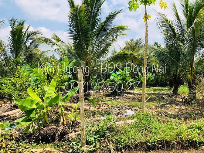 Hình ảnh Hơn 1sào3 đất có ao cá 2MT SHR giá chưa đến 1tỷ