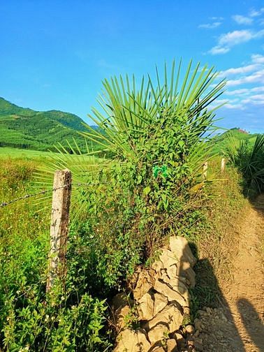 Hình ảnh Đất Cây Qh thổ FULL Giá nét căng