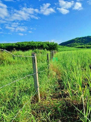 Hình ảnh Đất Cây Qh thổ FULL Giá nét căng