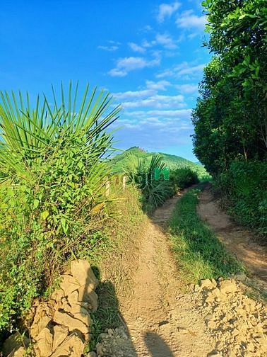 Hình ảnh Đất Cây Qh thổ FULL Giá nét căng