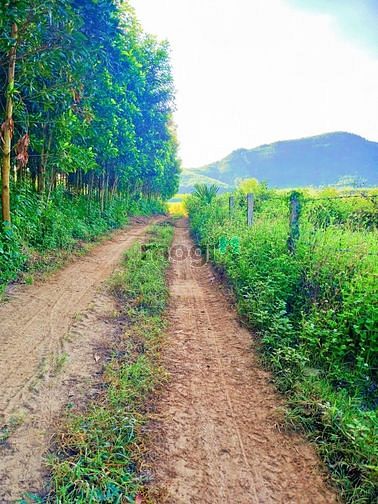 Hình ảnh Đất Cây Qh thổ FULL Giá nét căng