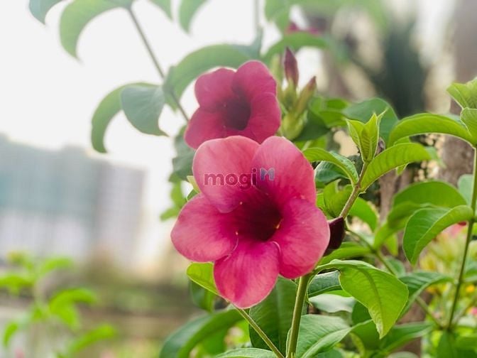 Hình ảnh Duy nhất căn Studio 30m2 Mizuki Park Bình Chánh!