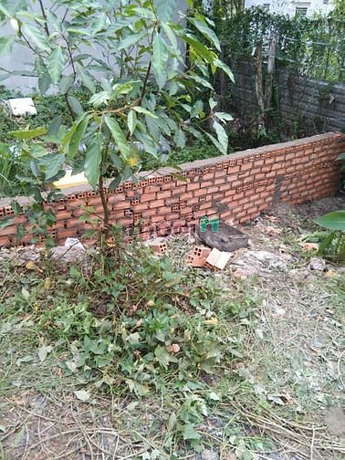 Hình ảnh Bán đất hẻm ĐƯỜNG SỐ 9, HIỆP BÌNH PHƯỚC THỦ ĐỨC - 56m2