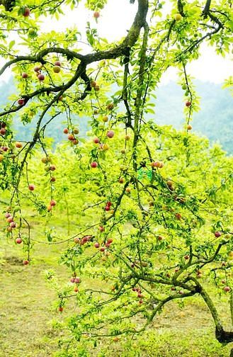 Hình ảnh mảnh đất cực đẹp tại đường đi vào cầu kính BẠCH LONG MỘC CHÂU