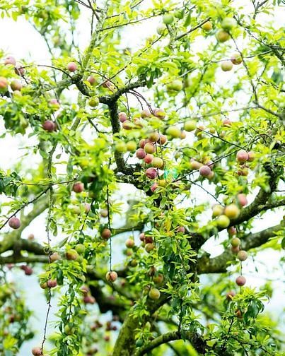 Hình ảnh mảnh đất cực đẹp tại đường đi vào cầu kính BẠCH LONG MỘC CHÂU