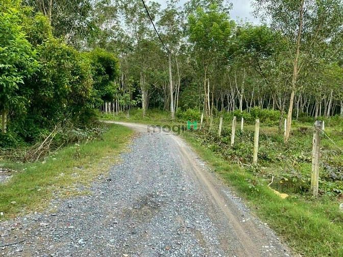 Hình ảnh 430m2 đất thổ cư, AN NHƠN TÂY, CỦ CHI. Giá 1,75 TỶ (L2/4)