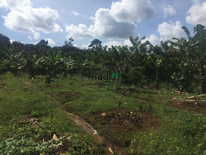 Hình ảnh bán lô đất 7 sào đối diện thác bobla 700m2  thổ cư  sổ sách đầy đủ
