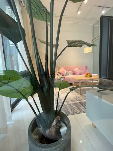 Hình ảnh Cho thuê căn hộ 1pn tại LAVIDA PLUS, 1 bedroom apartment in LAVIDA