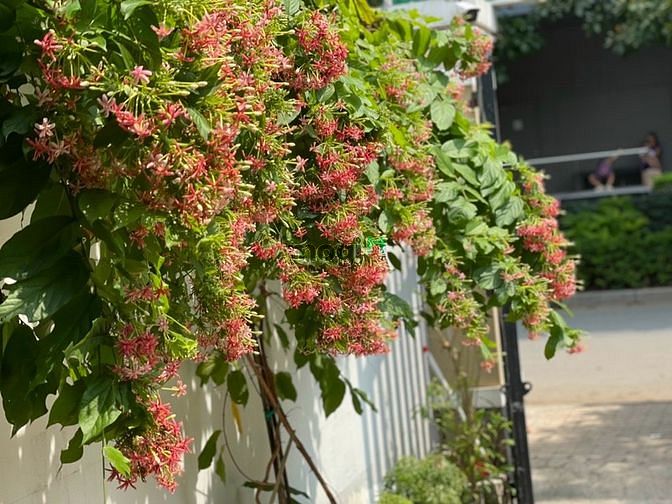 Hình ảnh Cho thuê 1PN bancon máy giặt riêng full NT Lê Thị Chợ Q7
