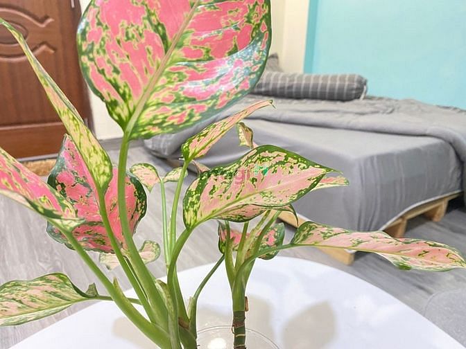 Hình ảnh cho thuê Trang Chủ MB66.COM / Đăng Ký Tặng 66K 1pn, gần sân bay