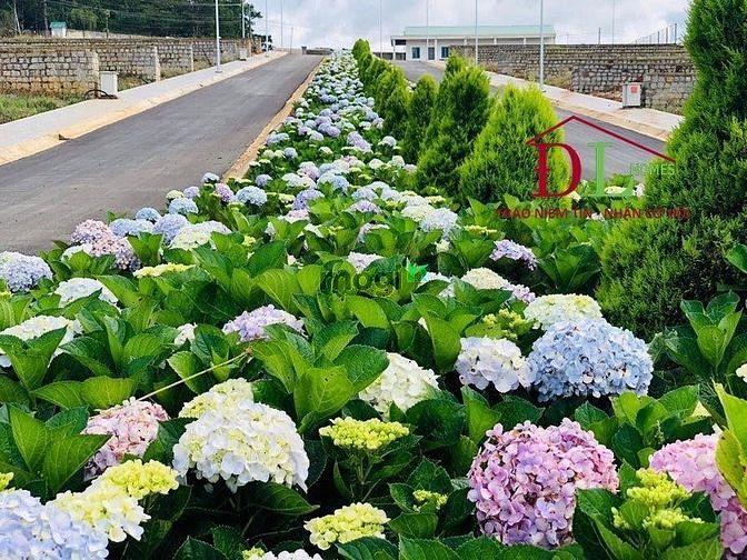 Hình ảnh Bán đất nghỉ dưỡng Vòng Lâm Viên phường 8 Đà Lạt có view thung lũng