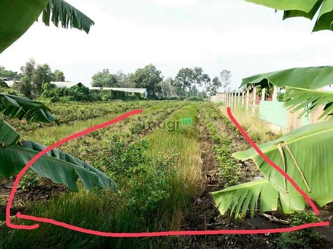 Hình ảnh Bán lô đất  8,25 x 160 m (1275m2) xã bình lơi,bc ,hcm,2ty4