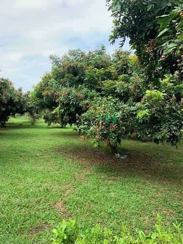 Hình ảnh Đất ngay KCN cách TP. Đồng Xoài 3km, giá chỉ 300T / 300m2 đất, có TC