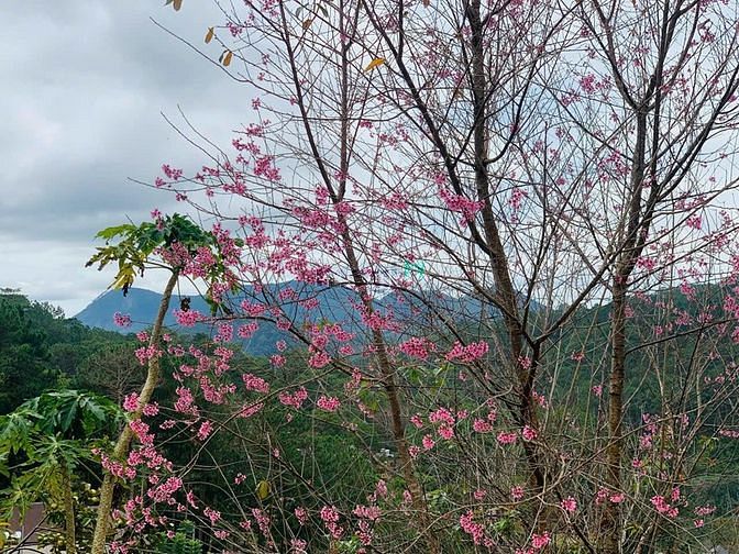 Hình ảnh Biệt thự mặt tiền Hoàng Hoa Thám, view thung lũng đồi thông, TP Đà Lạt