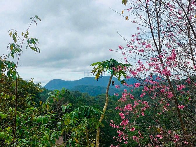 Hình ảnh Biệt thự mặt tiền Hoàng Hoa Thám, view thung lũng đồi thông, TP Đà Lạt