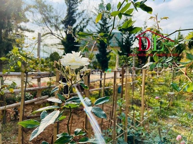 Hình ảnh Bán đất mặt tiền Phạm Ngọc Thạch phường 6 Đà Lạt vị trí đẹp giá tốt