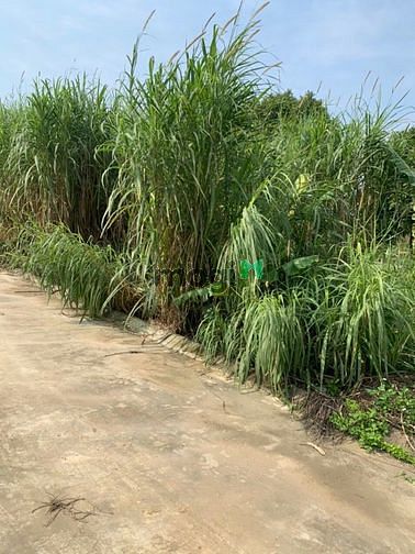 Hình ảnh Lô góc 97 m2 cách CNC Hoà lạc chưa đến 1km
