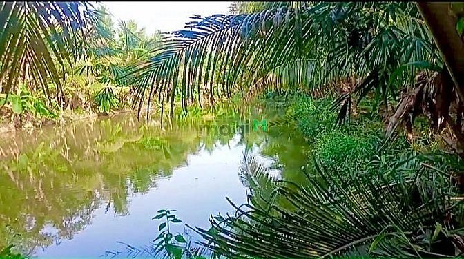 Hình ảnh 293m2 đất vườn sổ riêng, cạnh bên có ao cá, đất bám 2 mặt đường
