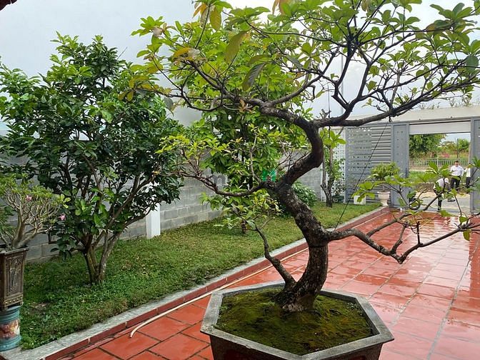 Hình ảnh Gia đình kẹt tiền cần bán miếng đất nhà vườn của tôi.
