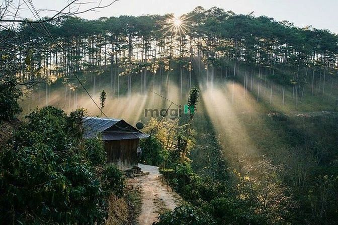Hình ảnh Đất biệt thự 763m2, view đồi thông, gần KDL Thung Lũng Vàng TP Đà Lạt