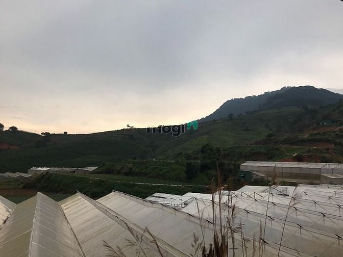 Hình ảnh Đất nền biệt thự, ngay thị trấn Lạc Dương, view đồi thông bao quát, TP