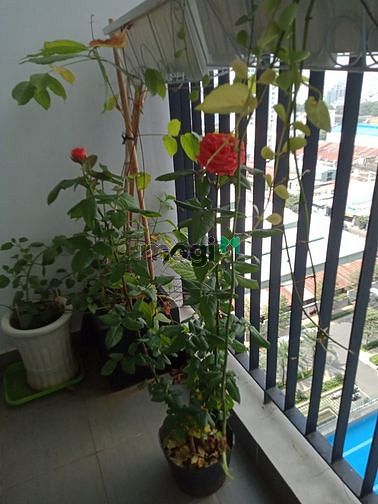 Hình ảnh Cho thuê 2PN 2WC 68m2 M-one Nam Sài gòn đủ nội thất giá 12 triệu/tháng