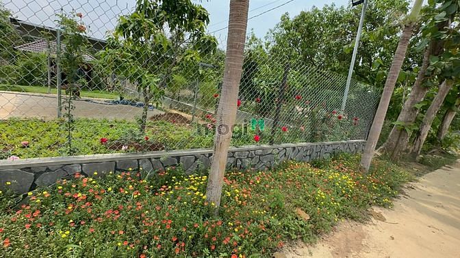 Hình ảnh 1000m2 ngang 24m SHR đường bê tông 5m xã Phú Tân