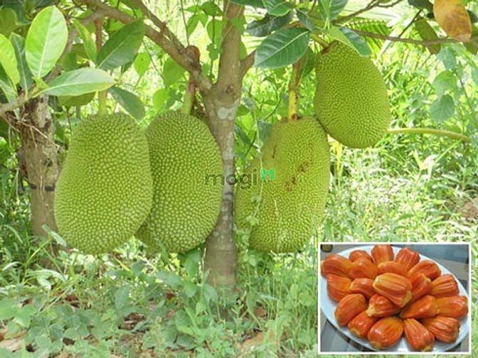Hình ảnh Cho thuê nhà vườn mt tx 52 Q12