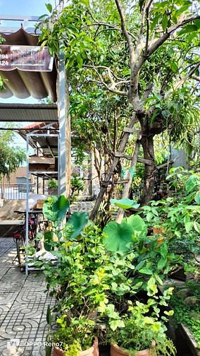 Hình ảnh Cho thuê nhà vườn mt tx 52 Q12