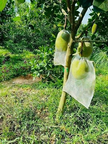 Hình ảnh cần bán miếng đất có săn thổ cư QH full hồng giá 1.5ty/1000m2