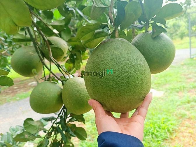 Hình ảnh cần bán miếng đất có săn thổ cư QH full hồng giá 1.5ty/1000m2