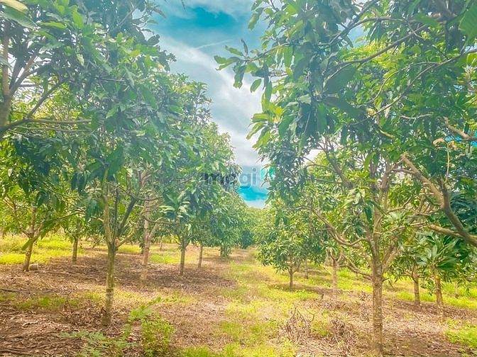 Hình ảnh cần bán miếng đất có săn thổ cư QH full hồng giá 1.5ty/1000m2