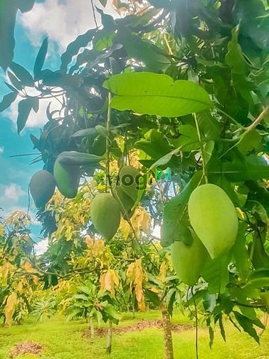 Hình ảnh cần bán miếng đất có săn thổ cư QH full hồng giá 1.5ty/1000m2