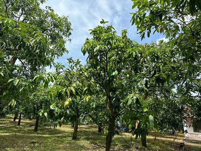 Hình ảnh kẹt tiền bán gấp mảnh vườn dang cho quả chỉ 720tr/1000m2