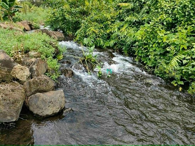 Hình ảnh kẹt tiền bán gấp mảnh vườn dang cho quả chỉ 720tr/1000m2