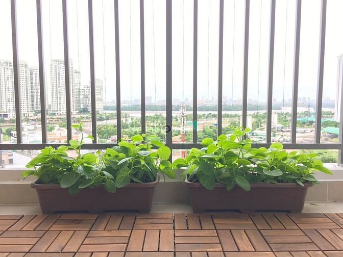 Hình ảnh Cho thuê căn 2PN GIÁ 16 tr/tháng. Tầng trung view sông, đào Kim Cương.