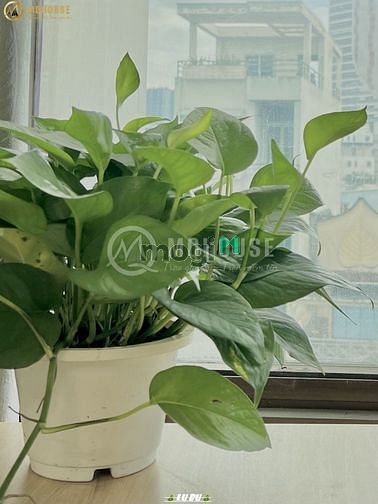 Hình ảnh 🍀Studio MỚI full nội thất siêu xịn tại đường Bạch Đằng, Bình Thạnh