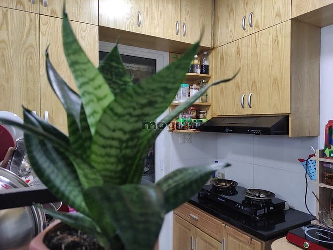 Hình ảnh CA SĨ ĐI MỸ bán CH Tara Residence 77m2 1ty515 2PN