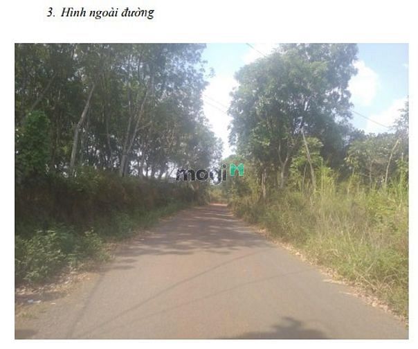 Hình ảnh BÁN ĐẤT THỔ VƯỜN: S=480m2, thổ cư=40m2 (1tỷ6 - chính chủ, Bình Phước )